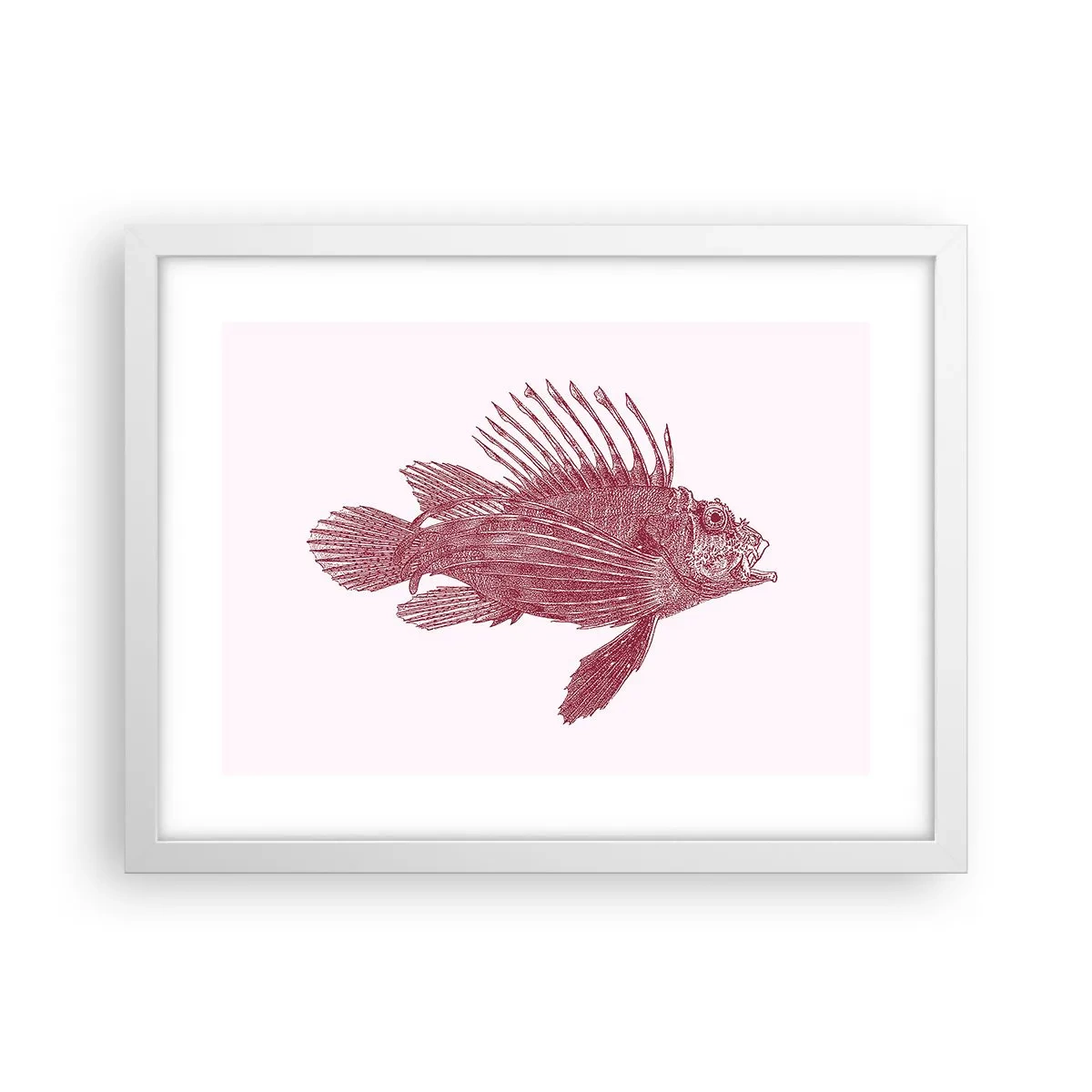 Poster in cornice bianca - Abitante di mari esotici - 40x30 cm