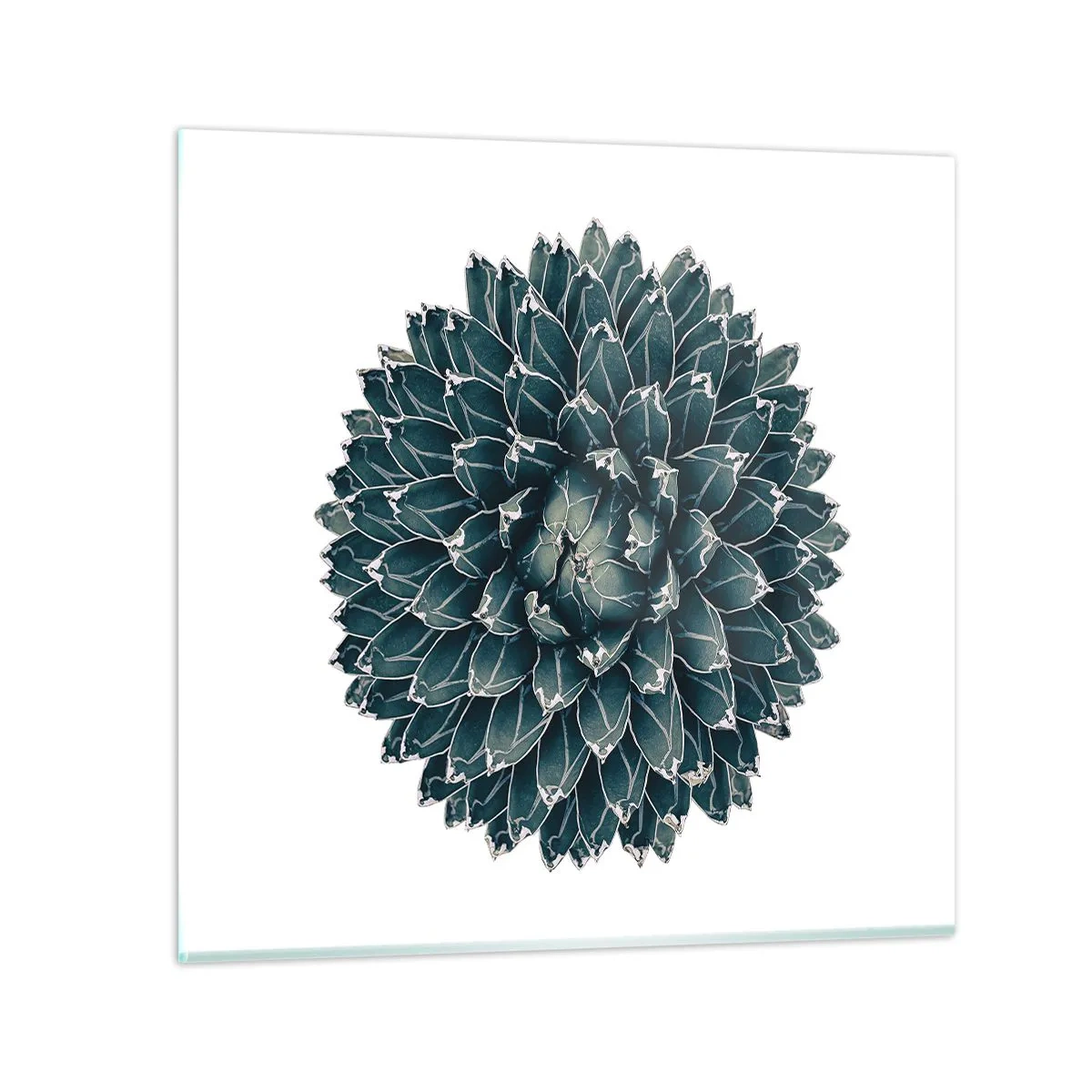 Quadro su vetro - La stella del deserto - 70x70 cm