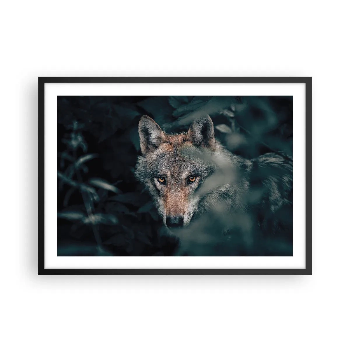 Poster in cornice nera - Un lupo nel suo ambiente naturale, che osserva dalle profondità della foresta. - 70x50cm - Cacciatore - Decorazione murale moderna per soggiorno e camera da letto ARTTOR