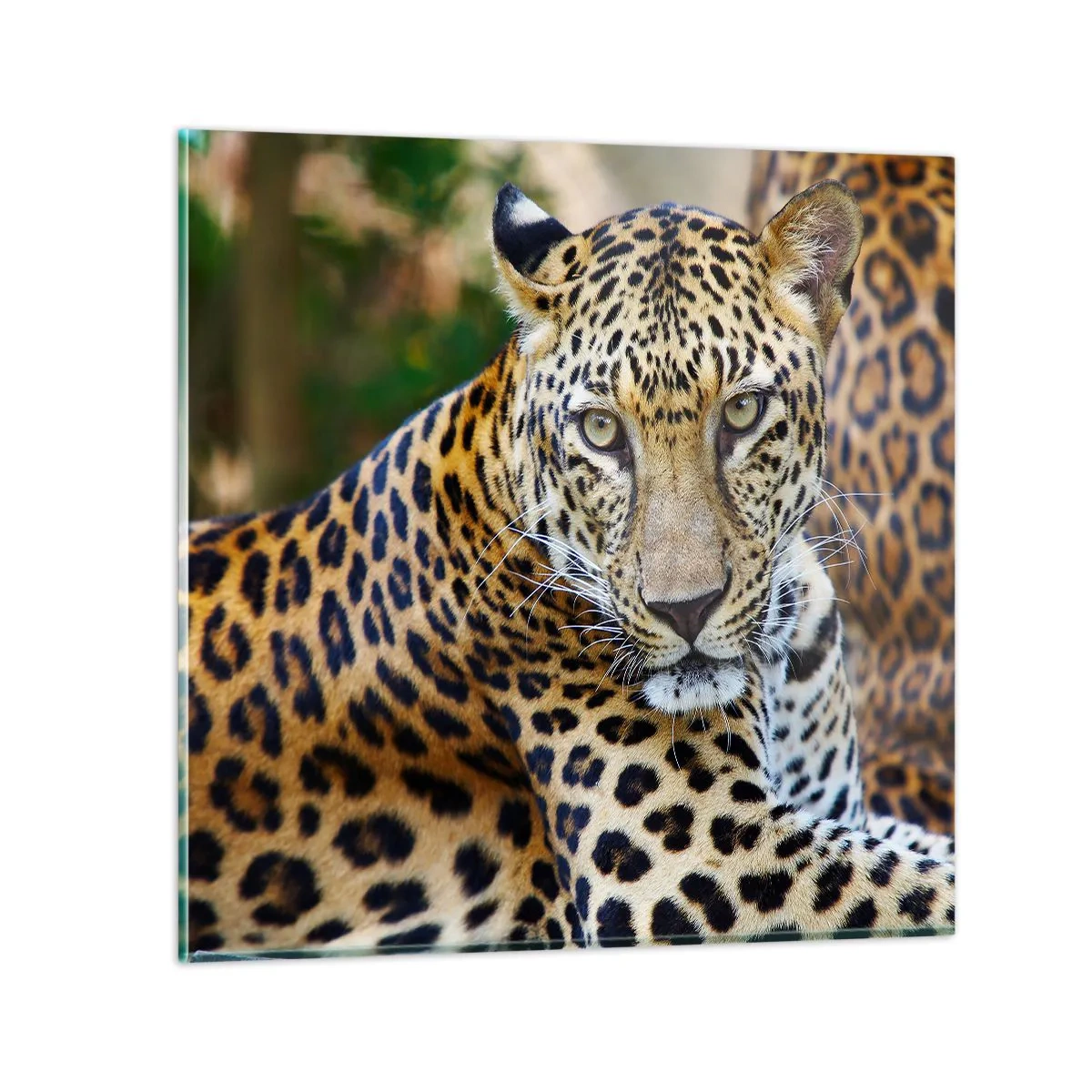 Quadro su vetro - Selvaggio e tranquillo - 50x50 cm