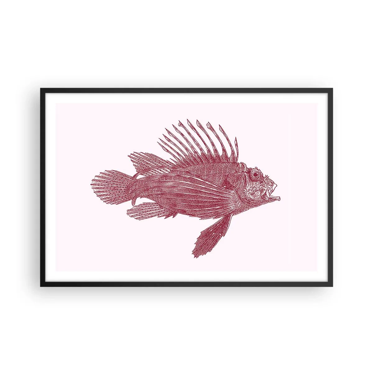 Poster in cornice nera - Abitante di mari esotici - 91x61 cm