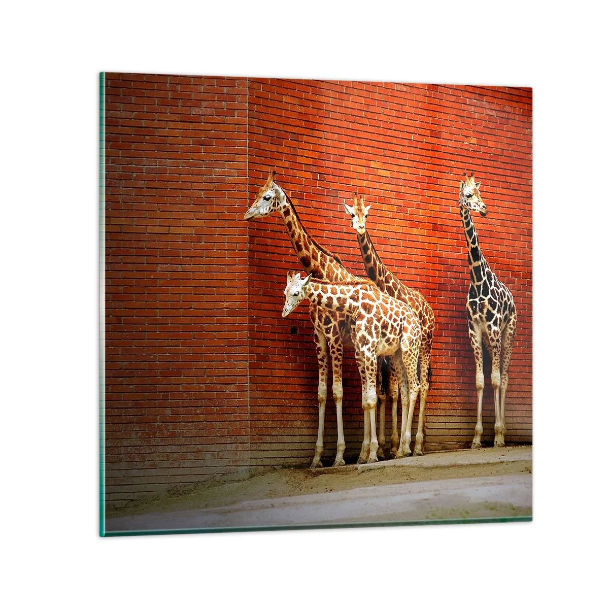 Quadro su vetro - Vedete qualche acacia? - 60x60 cm