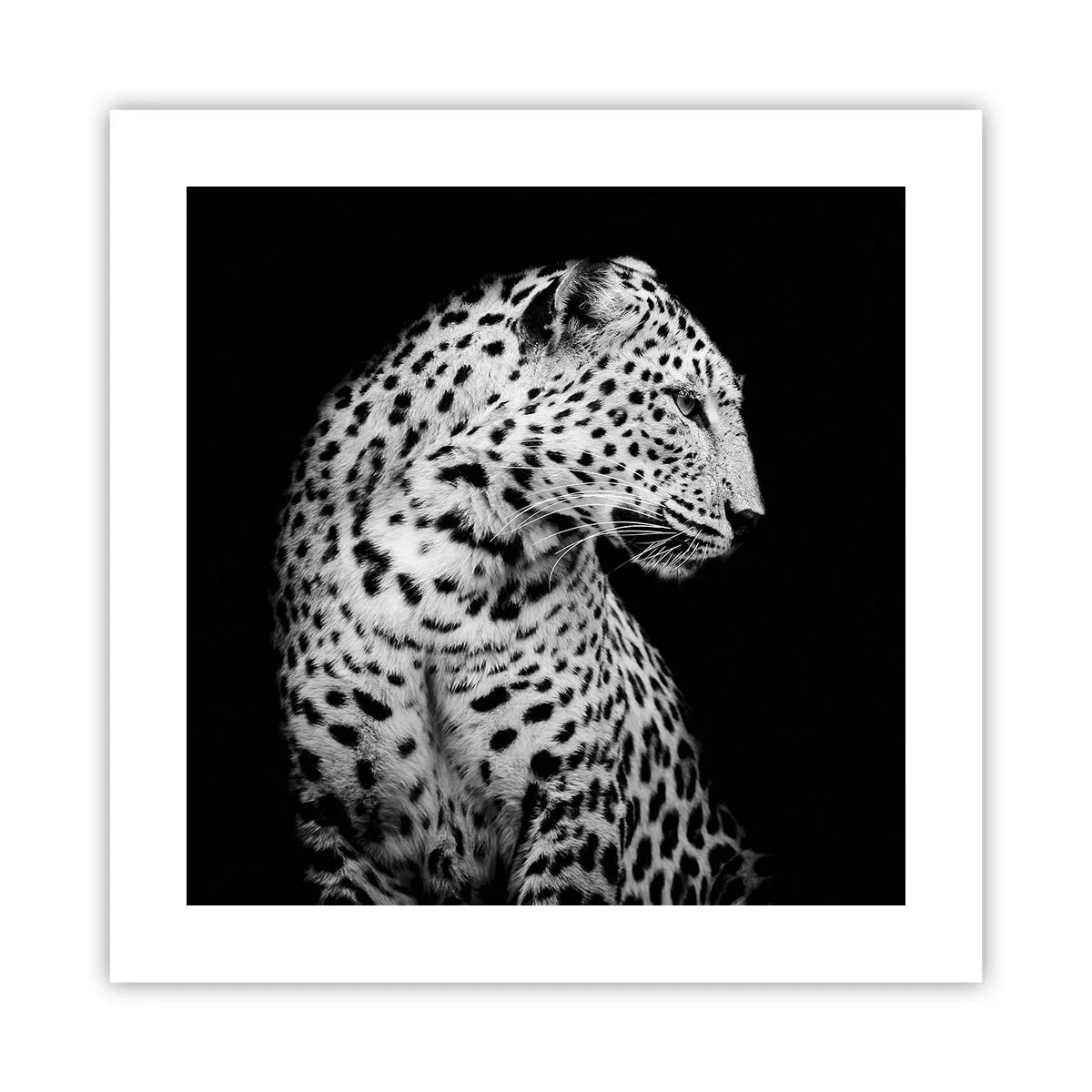 Poster - Profilo destro perfetto! - 40x40 cm