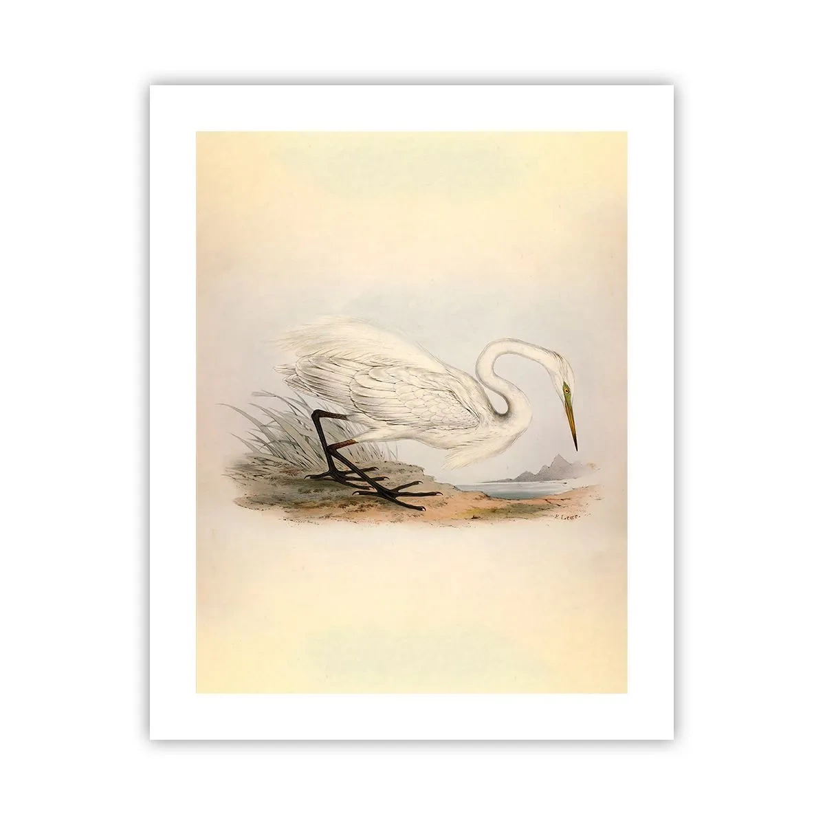 Poster - La signora nel canneto - 40x50 cm