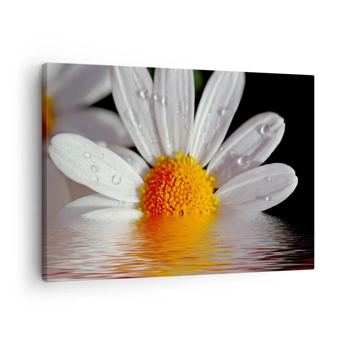 Quadro su tela - Stampe su Tela - Una margherita bianca con gocce d'acqua immerse in un riflesso d'acqua - 70x50cm - L'alba della margherita - Decorazione murale moderna per soggiorno e camera da letto ARTTOR