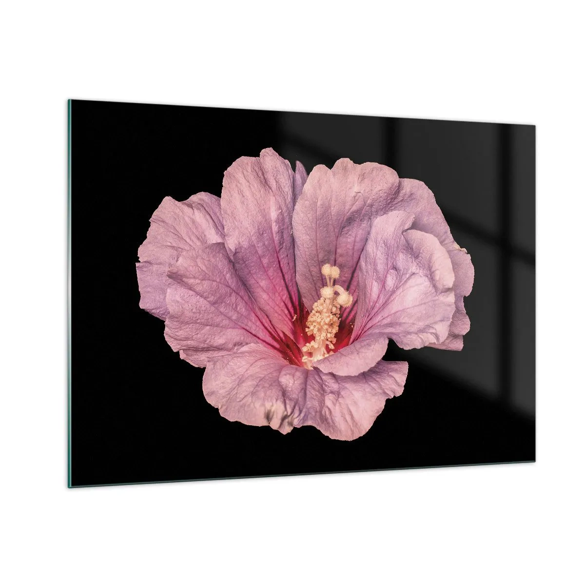 Quadro su vetro - Primo piano di un fiore di ibisco rosa su sfondo nero - 100x70cm - Dritto al cuore - Decorazione murale moderna per soggiorno e camera da letto ARTTOR