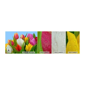 Campione di Fotomurale Premium Sand - Fiori multicolori nella rugiada - Tulipani, Fiori, Mazzo di fiori - 100x30 cm