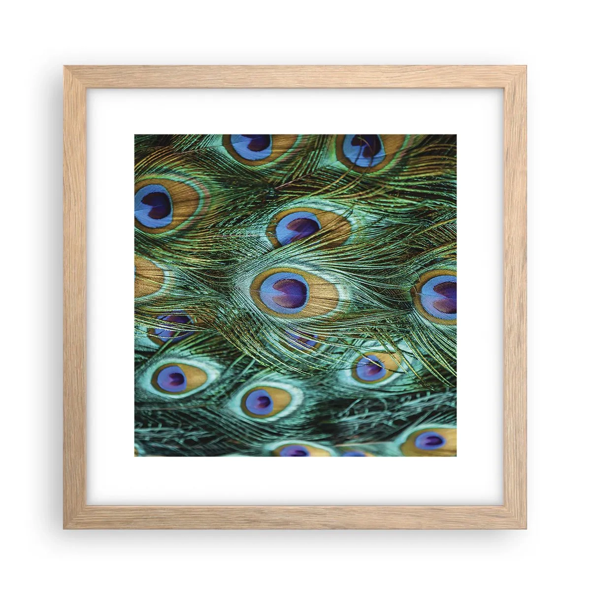 Poster in cornice rovere chiaro - Lo sguardo del pavone - 30x30 cm
