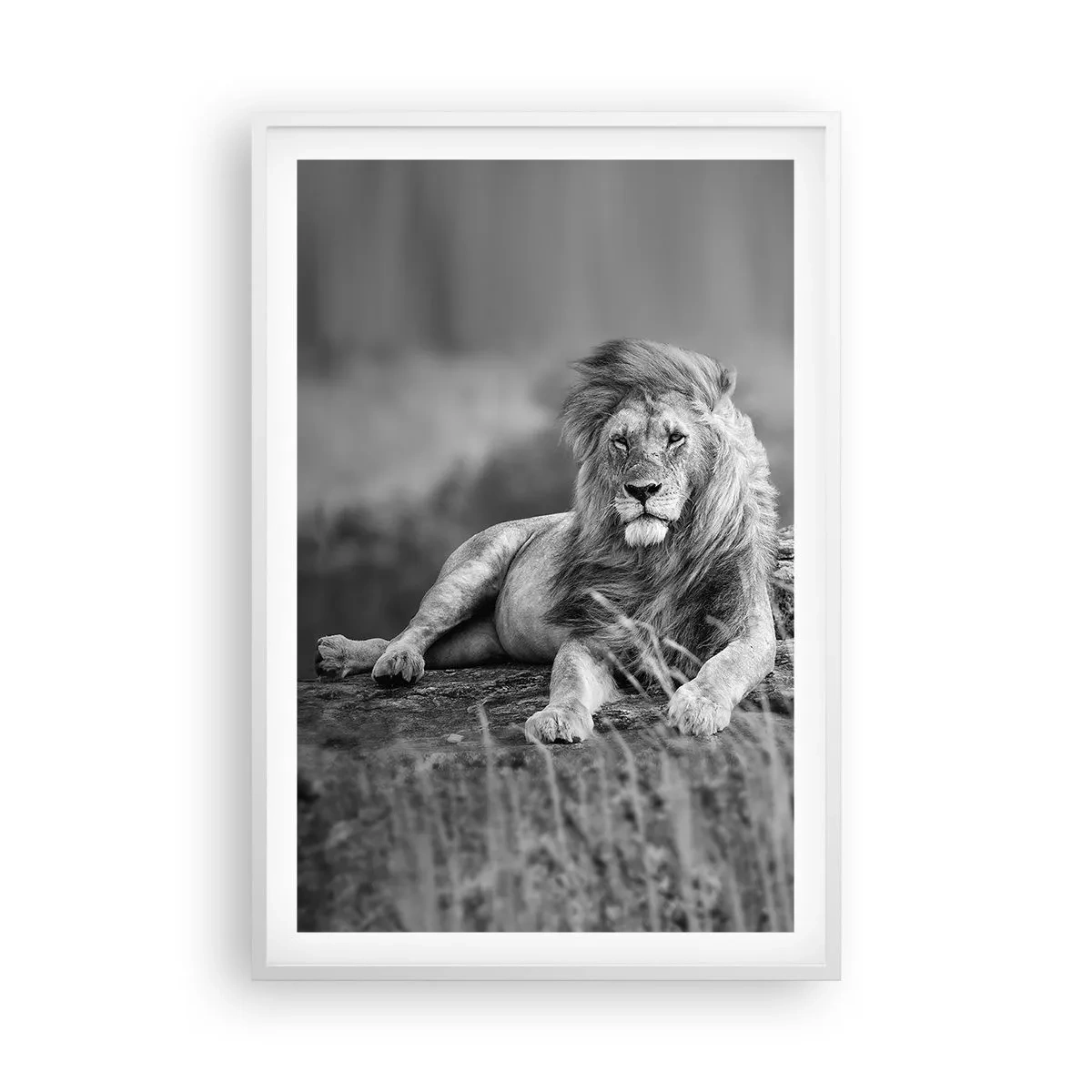 Poster in cornice bianca - La siesta del re - 61x91 cm