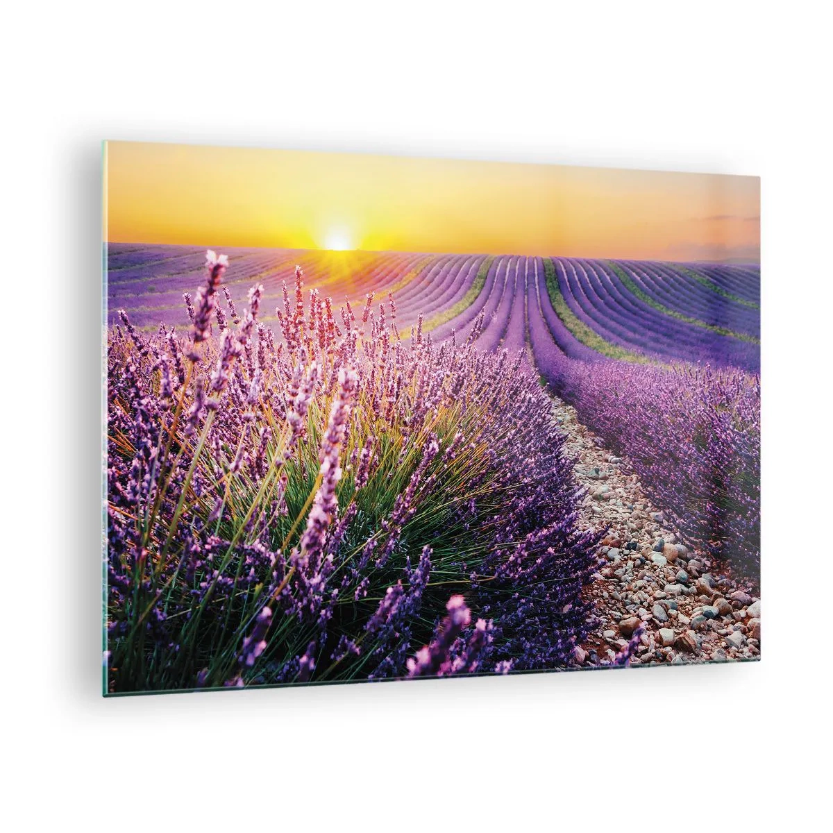 Quadro su vetro - Campo di lavanda all'alba con un sentiero roccioso - 70x50cm - Campo profumato - Decorazione murale moderna per soggiorno e camera da letto ARTTOR