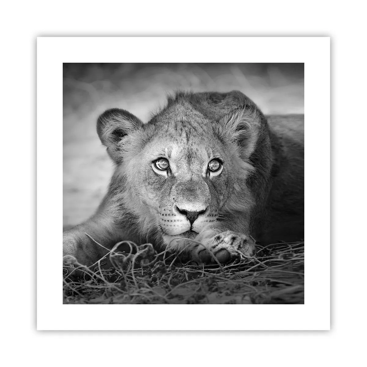 Poster - Cucciolo reale - 40x40 cm