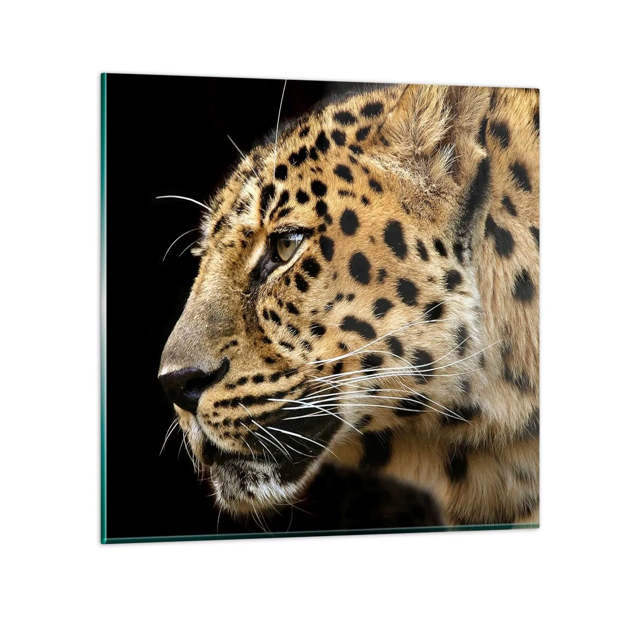 Quadro su vetro - Calmo, concentrato, pronto - 50x50 cm