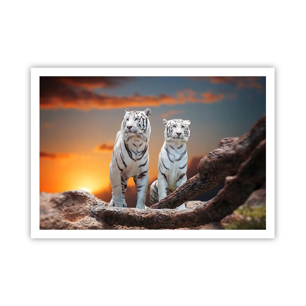 Poster - Tigri bianche al tramonto sullo sfondo della natura - 100x70cm - Proprio come a Narnia - Decorazione murale moderna per soggiorno e camera da letto ARTTOR
