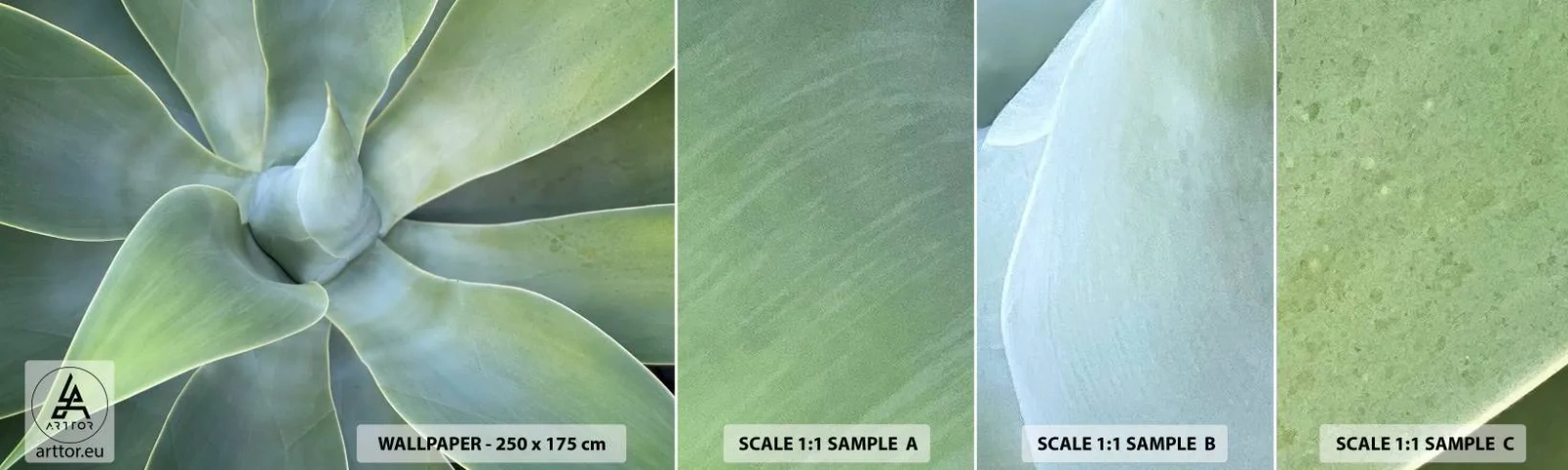 Campione Di Fotomurale Standard Eco - La nascita del verde - Succulento, Agave, Botanica - 100x30 cm