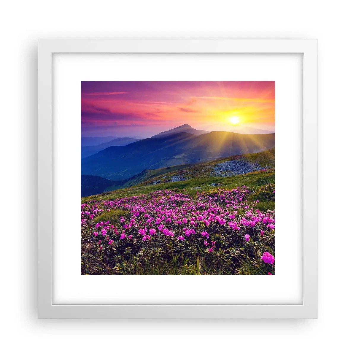 Poster in cornice bianca - Odore di mugo e profumo di erbe - 30x30 cm