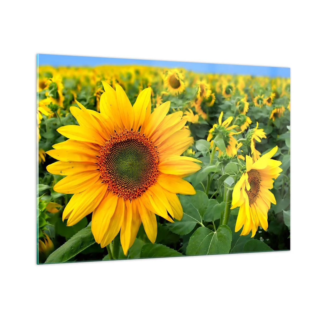 Quadro su vetro - Un campo di girasoli in piena fioritura sotto un cielo azzurro - 100x70cm - Centinaia di soli ardono - Decorazione murale moderna per soggiorno e camera da letto ARTTOR