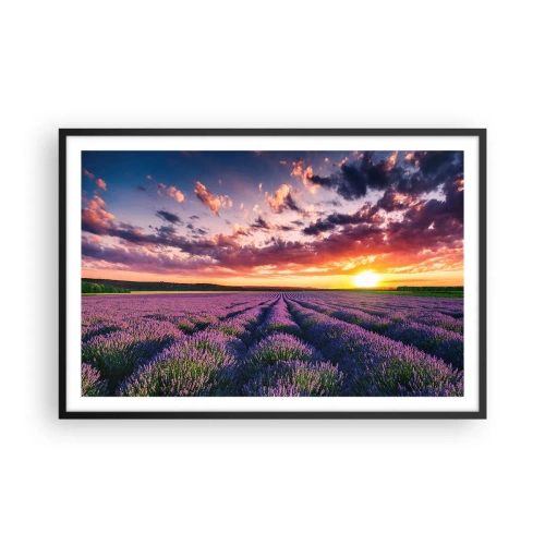 Poster in cornice nera - Il mondo della lavanda - 91x61 cm