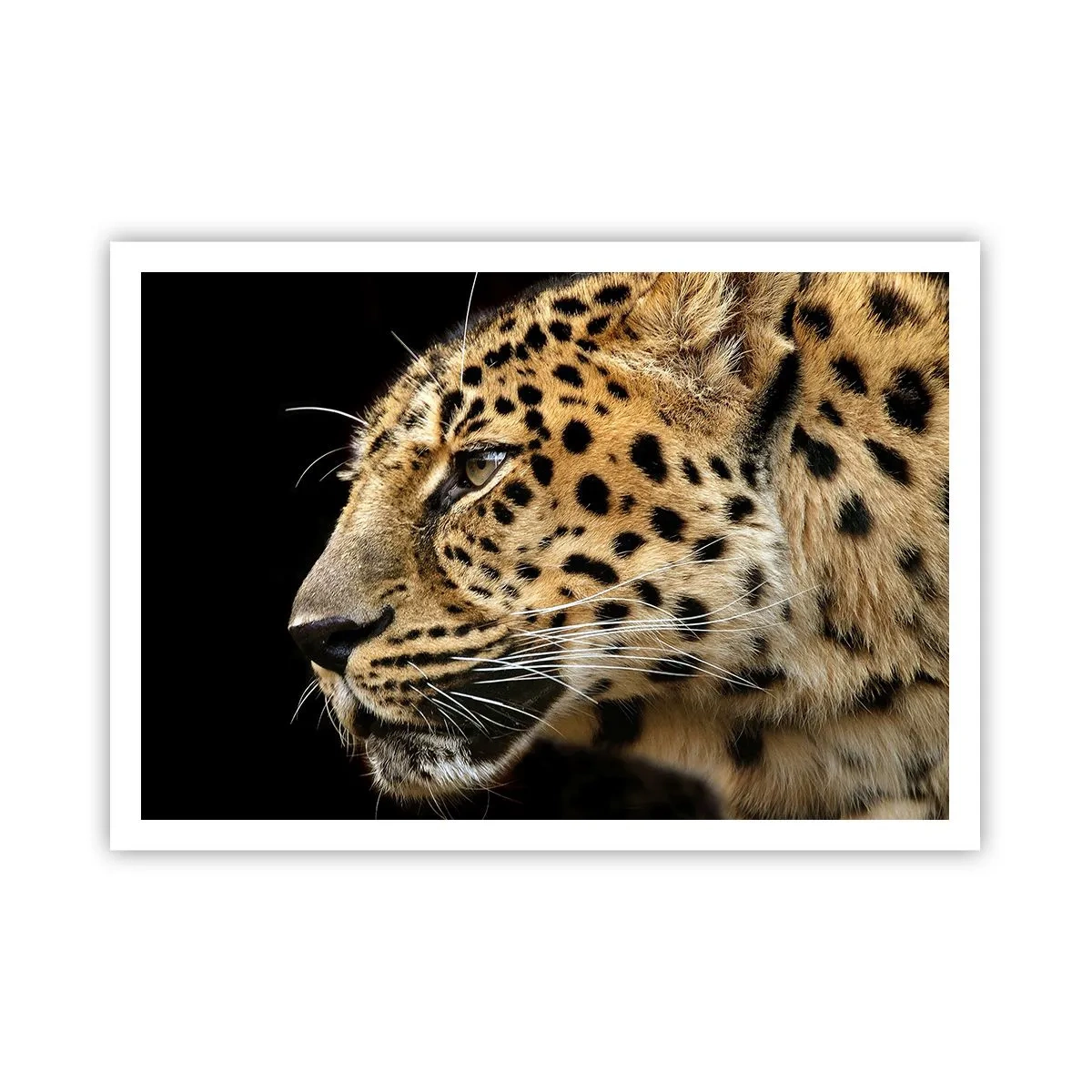 Poster - Primo piano della testa di un leopardo su uno sfondo nero - 100x70cm - Calmo, concentrato, pronto - Decorazione murale moderna per soggiorno e camera da letto ARTTOR