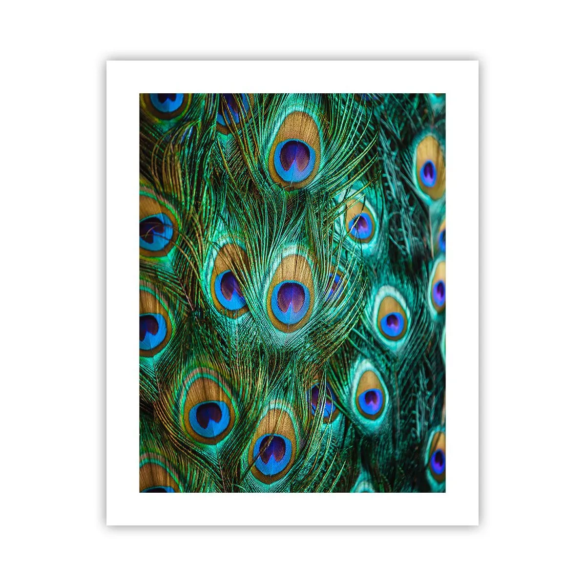 Poster - Lo sguardo del pavone - 40x50 cm