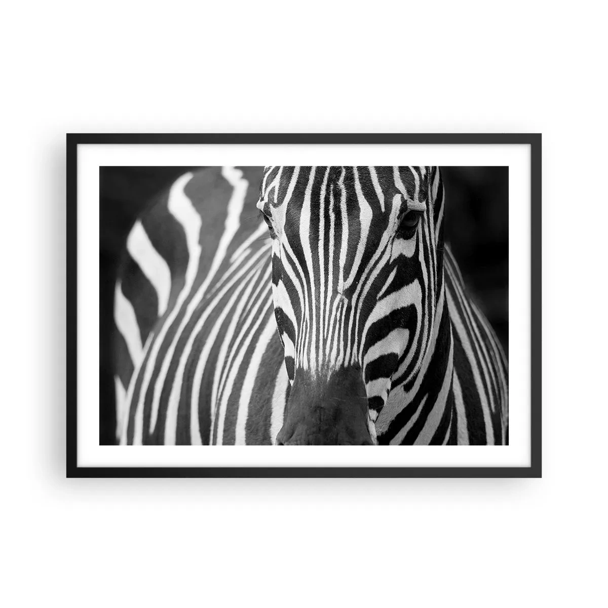 Poster in cornice nera - Primo piano in bianco e nero di una zebra con le sue strisce distintive. - 70x50cm - Il mondo è in bianco e nero - Decorazione murale moderna per soggiorno e camera da letto ARTTOR