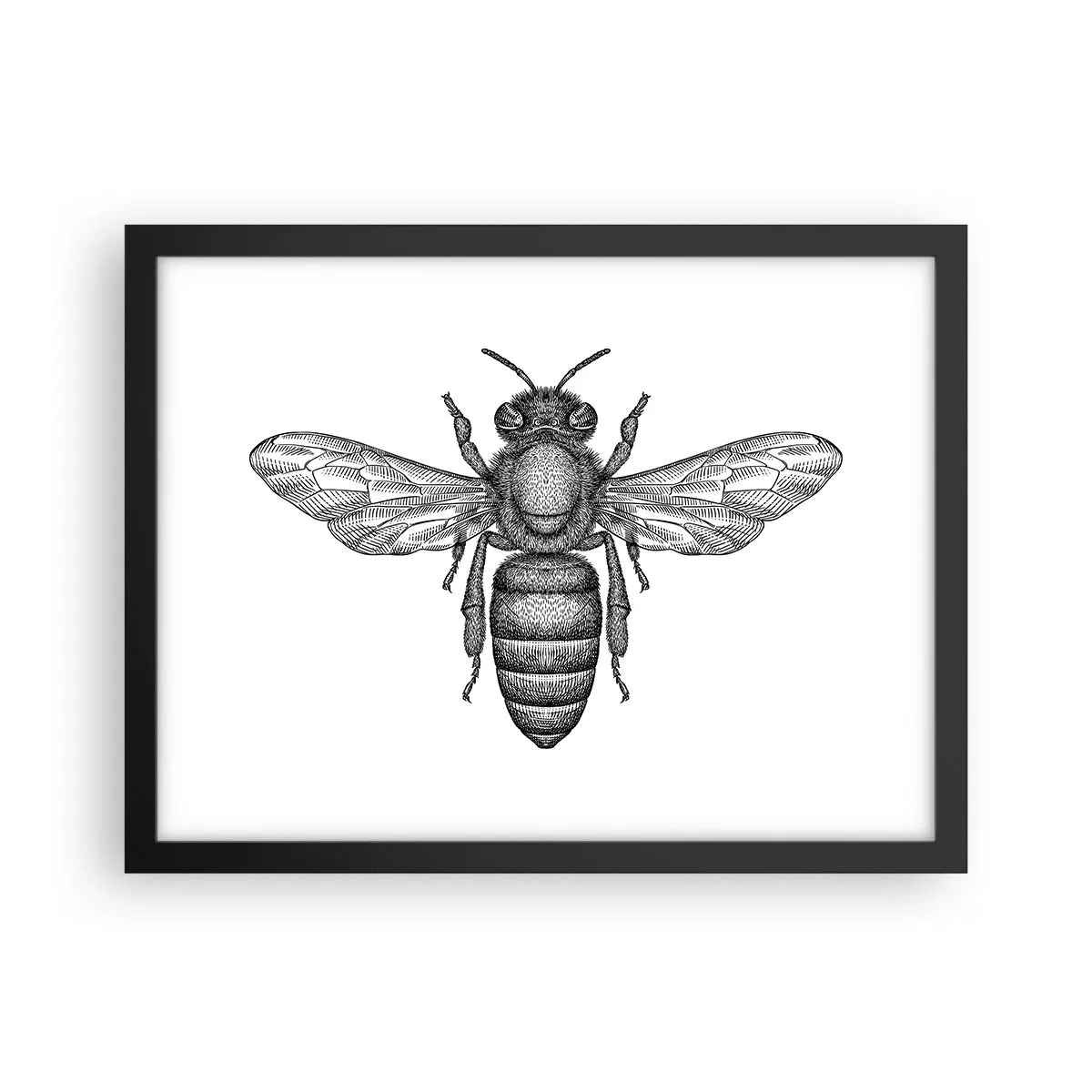 Poster in cornice nera - Ritratto d'insetto - 40x30 cm