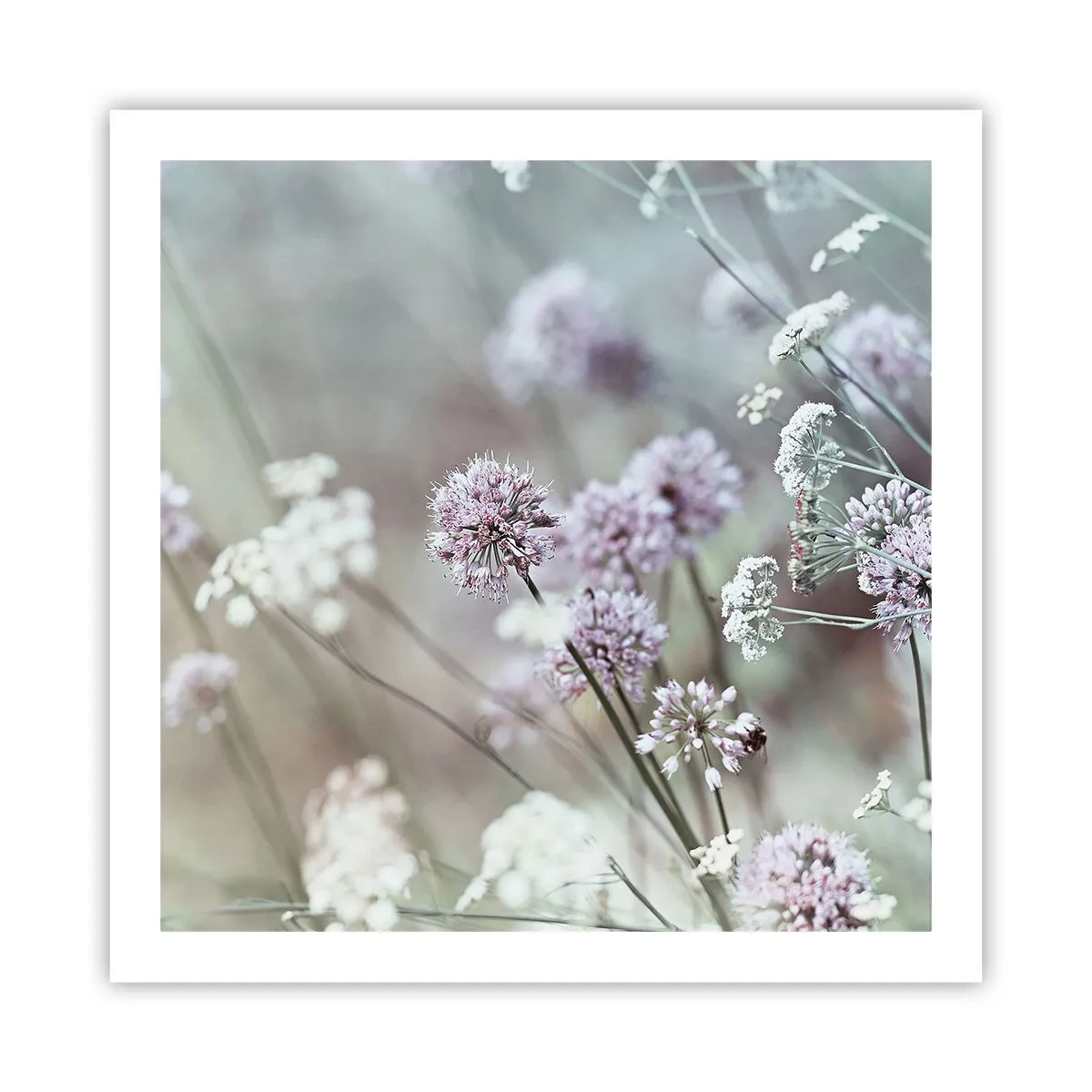 Poster - Le dolci filigrane delle erbe - 60x60 cm