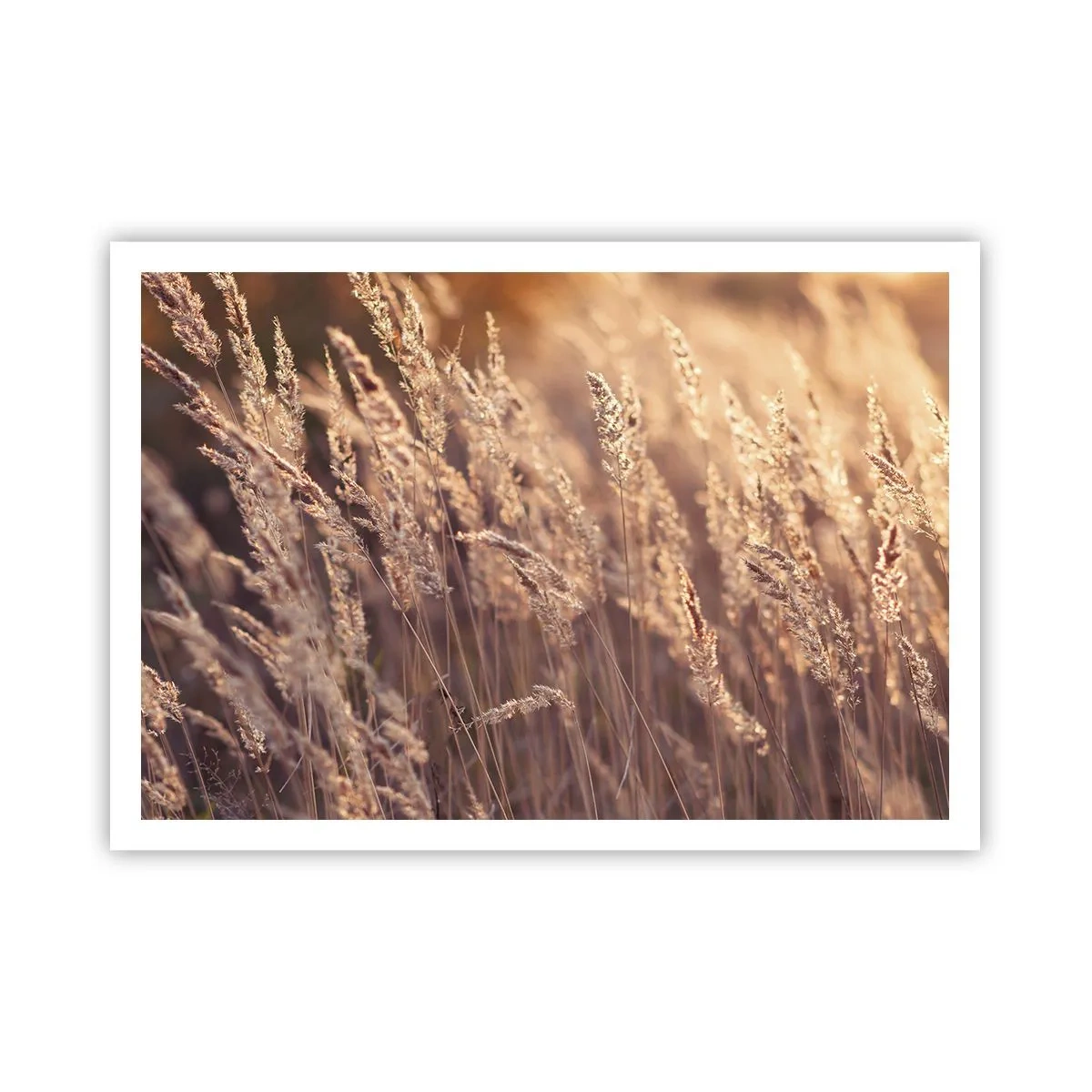 Poster - Erbe dorate sullo sfondo del sole al tramonto - 100x70cm - Pronti a salutare l'autunno - Decorazione murale moderna per soggiorno e camera da letto ARTTOR