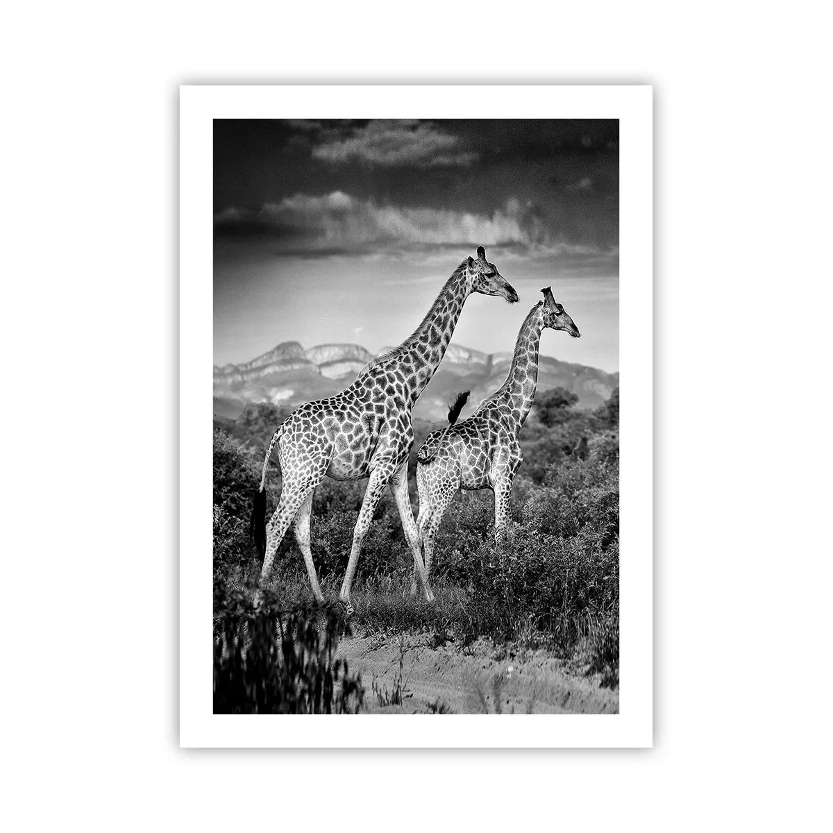 Poster - Ritratto in bianco e nero di giraffe su uno sfondo di paesaggio africano - 50x70cm - Alta classe in Africa - Decorazione murale moderna per soggiorno e camera da letto ARTTOR