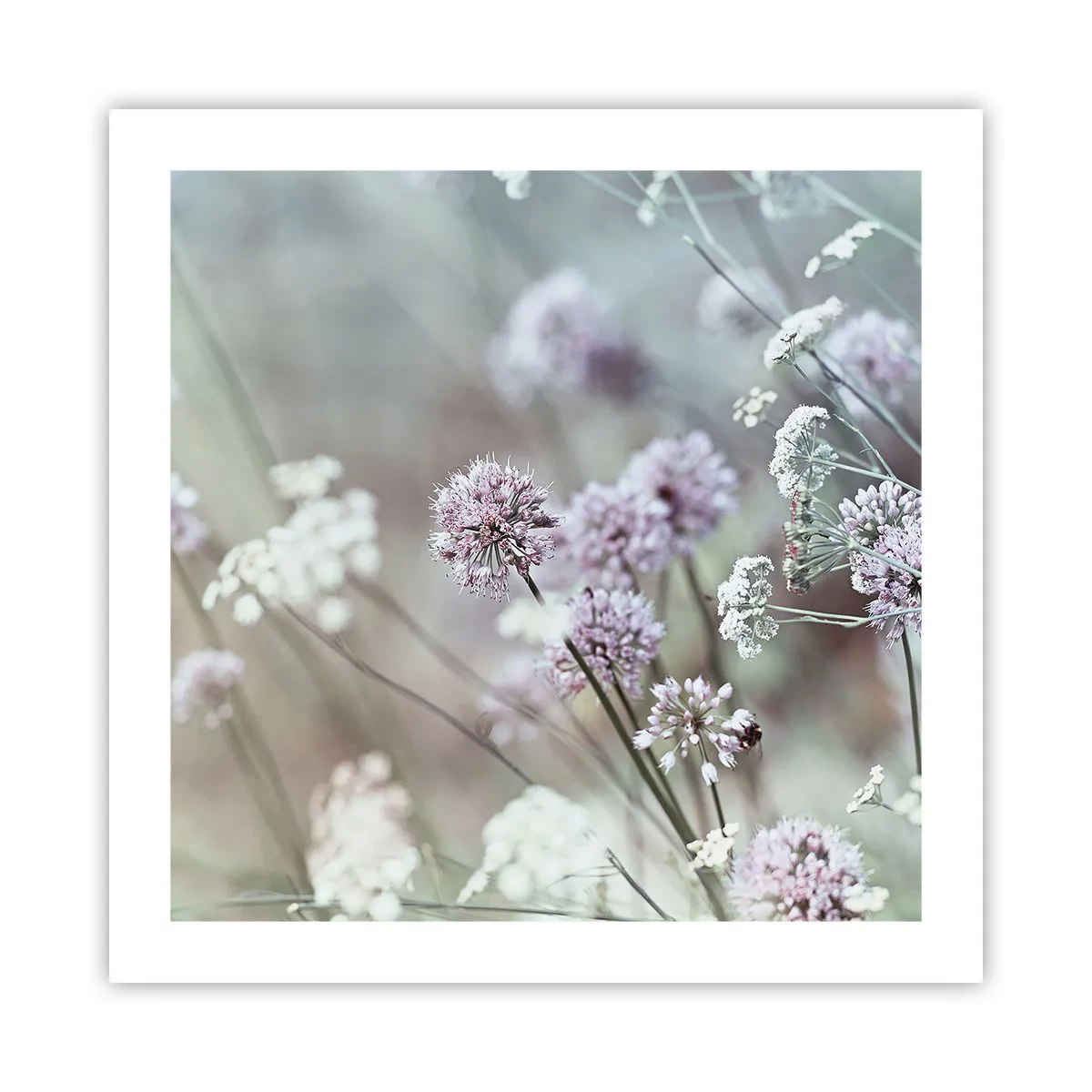 Poster - Le dolci filigrane delle erbe - 50x50 cm
