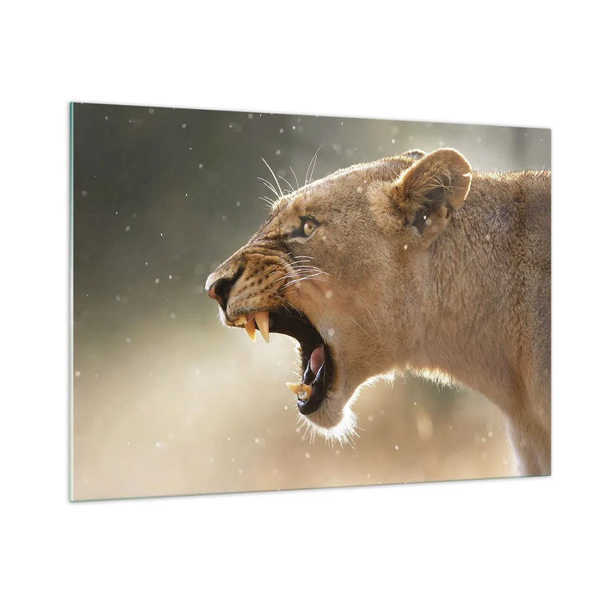 Quadro su vetro - Primo piano di un leone che ruggisce sotto i raggi del sole - 100x70cm - Prova a non ascoltare - Decorazione murale moderna per soggiorno e camera da letto ARTTOR