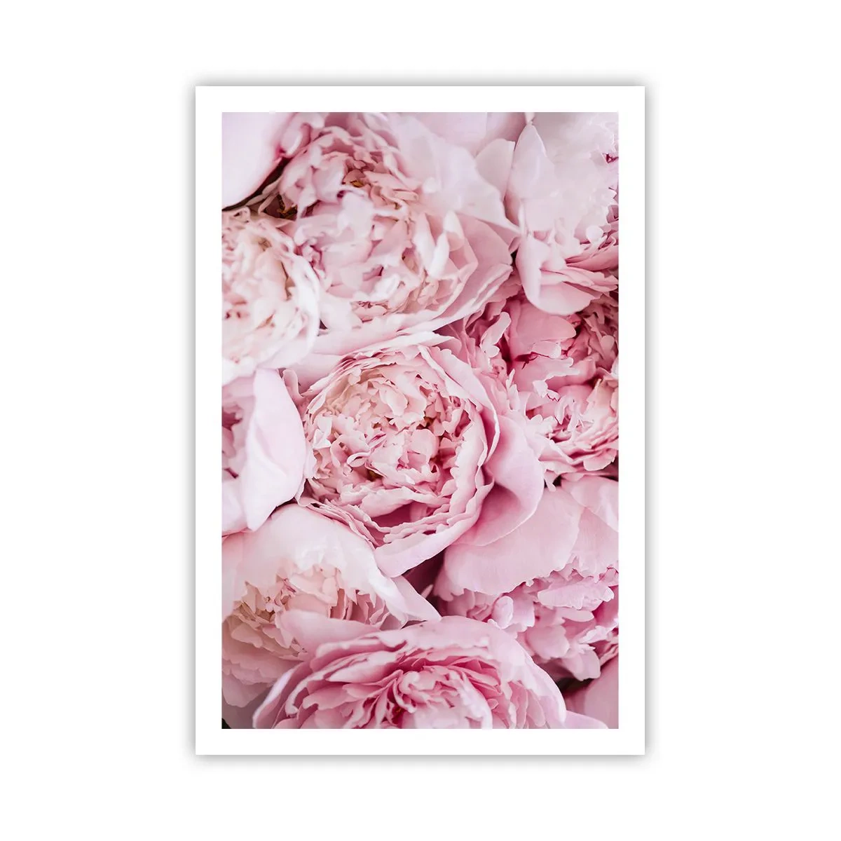 Poster - Morbide e profumate - 61x91 cm