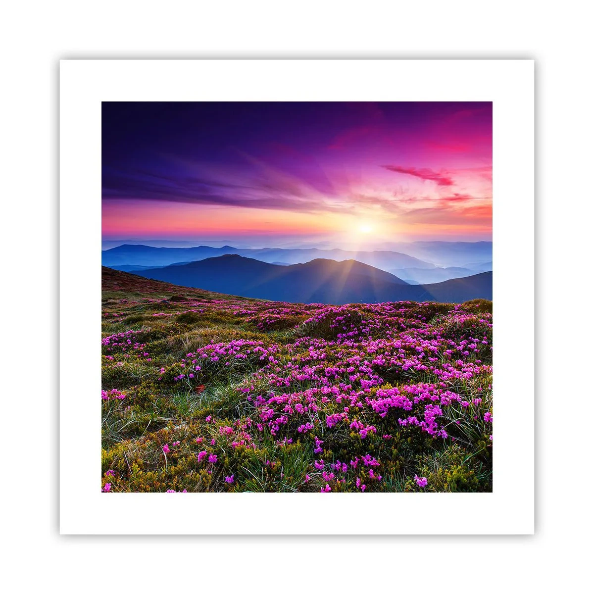 Poster - Il profumo dei fiori freschi del campo - 40x40 cm
