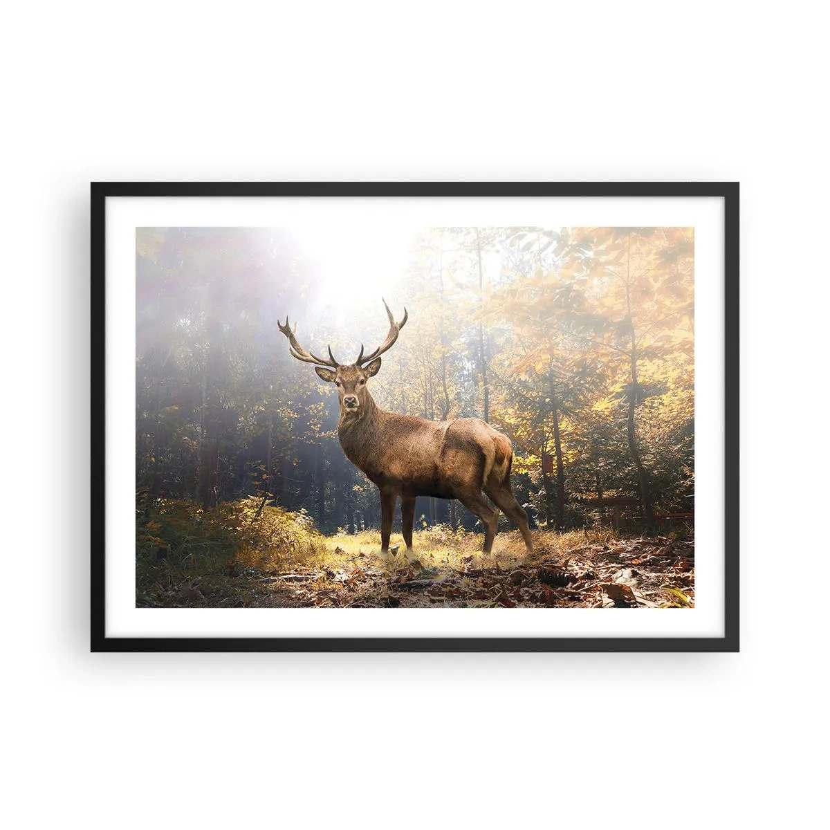 Poster in cornice nera - Cervi nella foresta autunnale con raggi di sole - 70x50cm - Nella piena maestà - Decorazione murale moderna per soggiorno e camera da letto ARTTOR