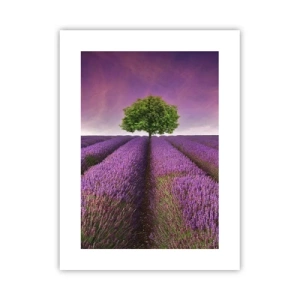 Poster - Sui campi di lavanda - 30x40 cm