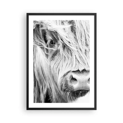 Poster in cornice nera - Un primo piano in bianco e nero di una mucca delle Highlands scozzesi. - 50x70cm - Selvaticità scozzese - Decorazione murale moderna per soggiorno e camera da letto ARTTOR