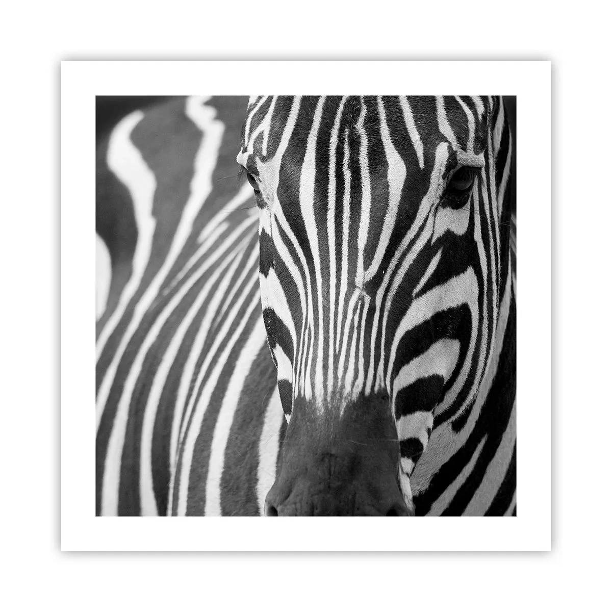 Poster - Il mondo è in bianco e nero - 50x50 cm