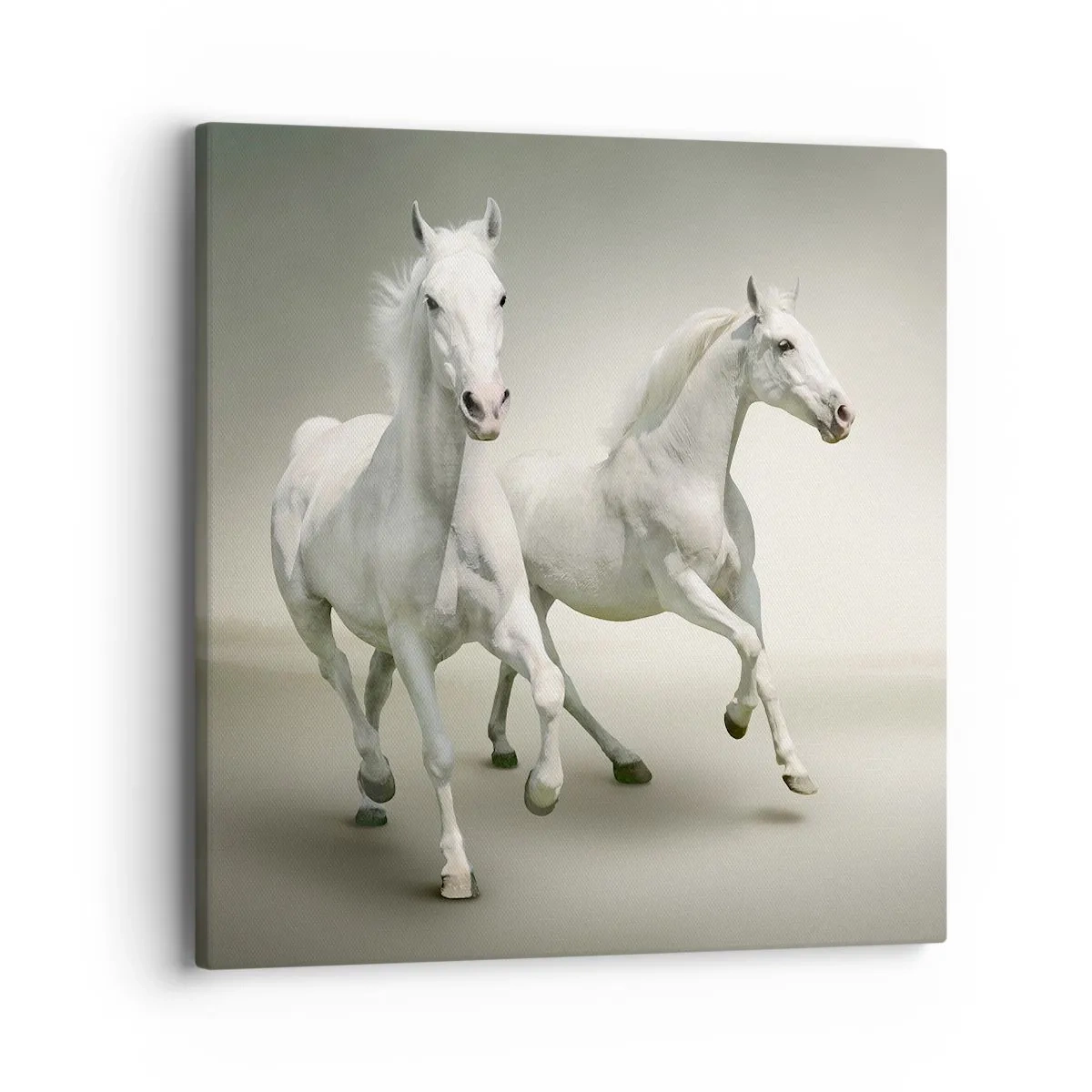 Quadro su tela - Stampe su Tela - White power! - 40x40 cm