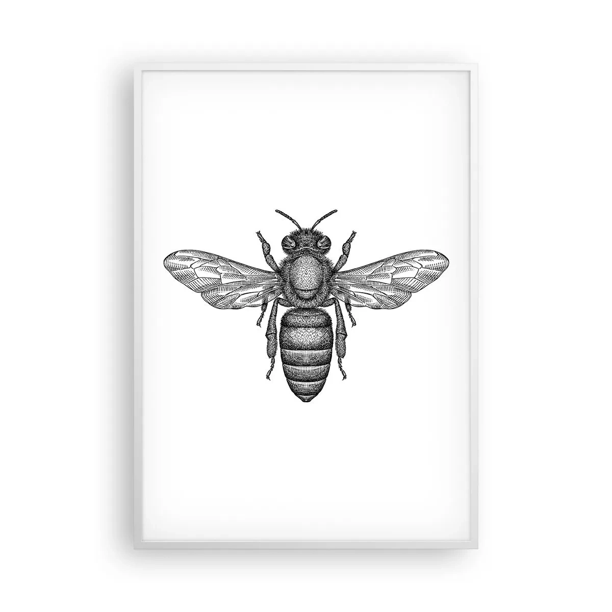 Poster in cornice bianca - Ritratto d'insetto - 70x100 cm