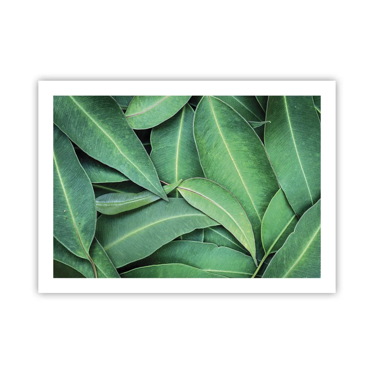 Poster - Succosi e freschi - 70x50 cm