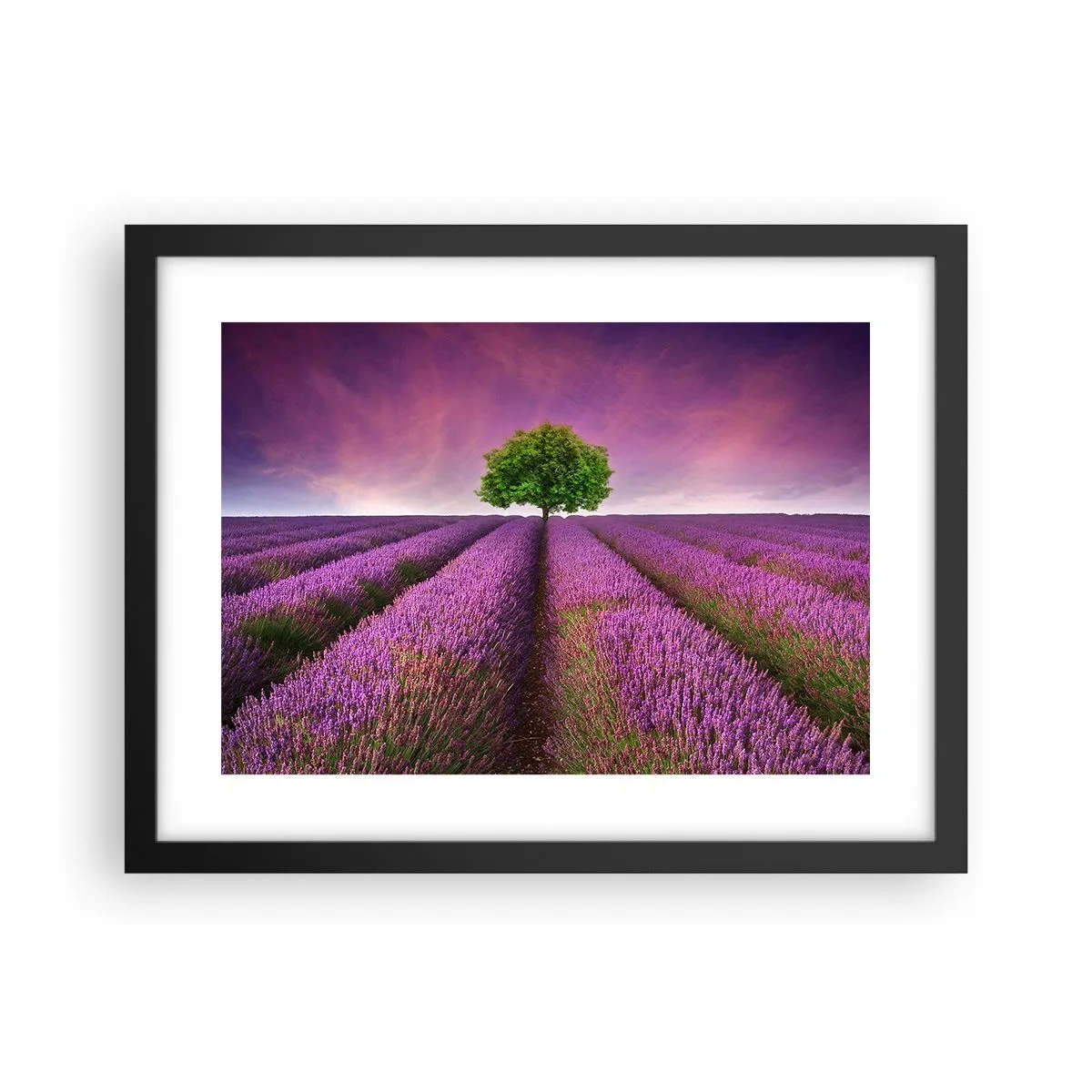 Poster in cornice nera - Sui campi di lavanda - 40x30 cm