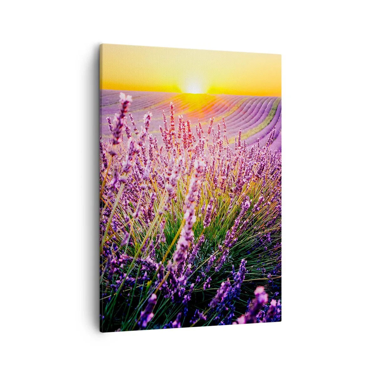 Quadro su tela - Stampe su Tela - Campo di lavanda al tramonto - 50x70cm - Campo profumato - Decorazione murale moderna per soggiorno e camera da letto ARTTOR