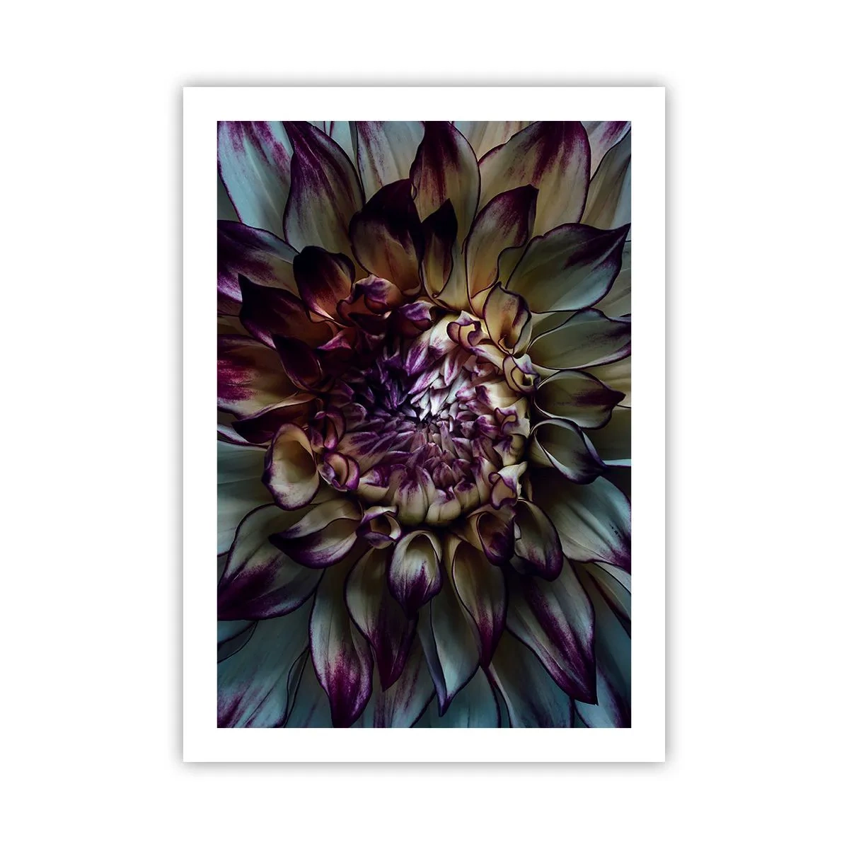 Poster - Macrofotografia di dalie scure nelle tonalità del viola e dell'oro - 50x70cm - Il rigoglio della giovinezza - Decorazione murale moderna per soggiorno e camera da letto ARTTOR