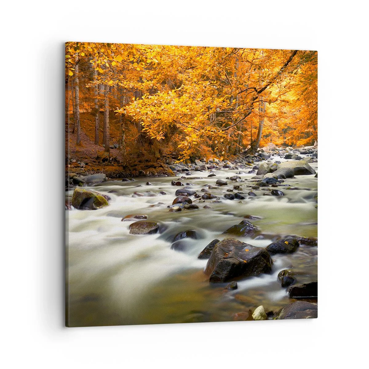 Quadro su tela - Stampe su Tela - Ruscello nel bosco dorato - 50x50 cm