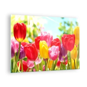 Quadro su vetro - Tulipani colorati alla luce del sole primaverile - 70x50cm - Eccoci, i colori di maggio! - Decorazione murale moderna per soggiorno e camera da letto ARTTOR