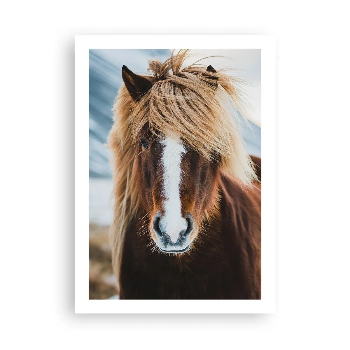 Poster - Primo piano di un cavallo islandese con una criniera fluente sullo sfondo naturale. - 50x70cm - Senti la libertà? - Decorazione murale moderna per soggiorno e camera da letto ARTTOR