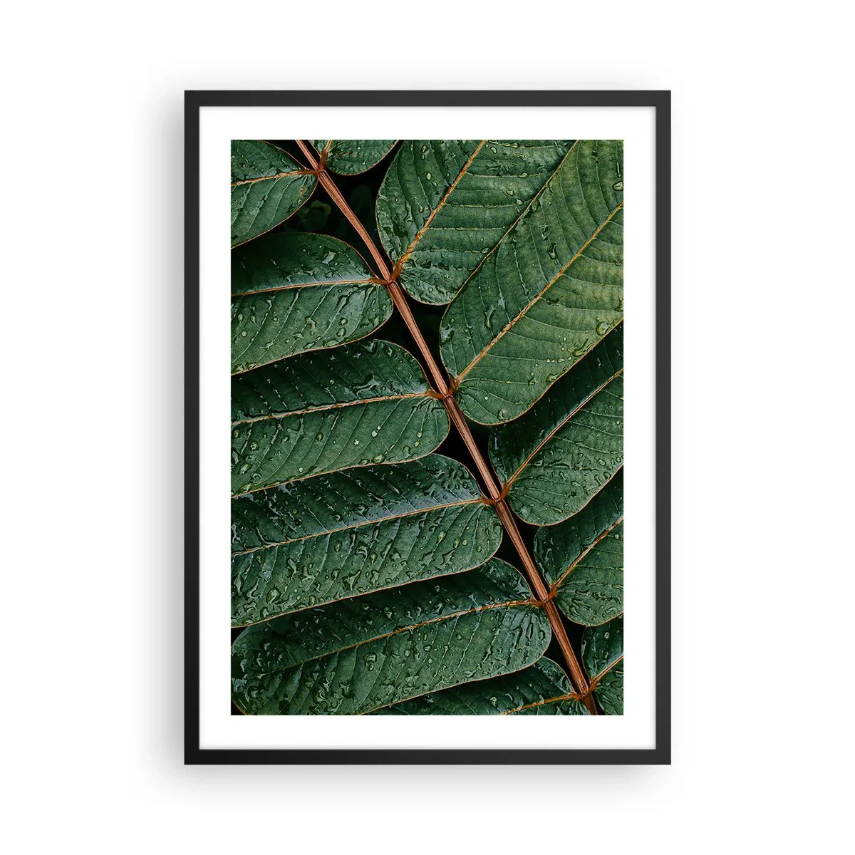 Poster in cornice nera - Foglie con gocce d'acqua che creano una composizione armoniosa - 50x70cm - Al ritmo verde - Decorazione murale moderna per soggiorno e camera da letto ARTTOR
