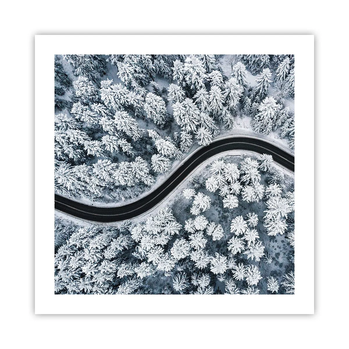 Poster - Attraverso il bosco invernale - 50x50 cm