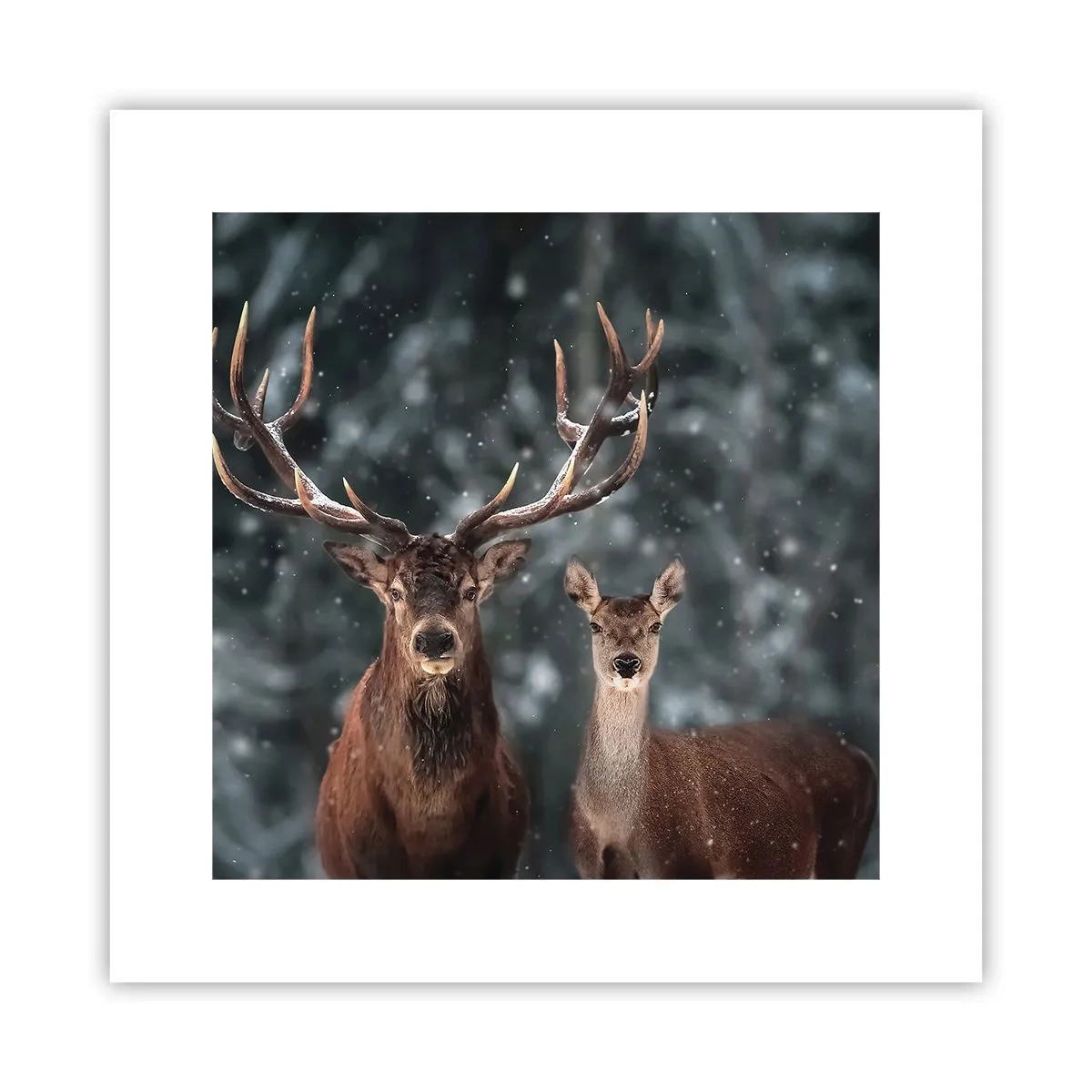 Poster - Il re della foresta con la consorte - 30x30 cm