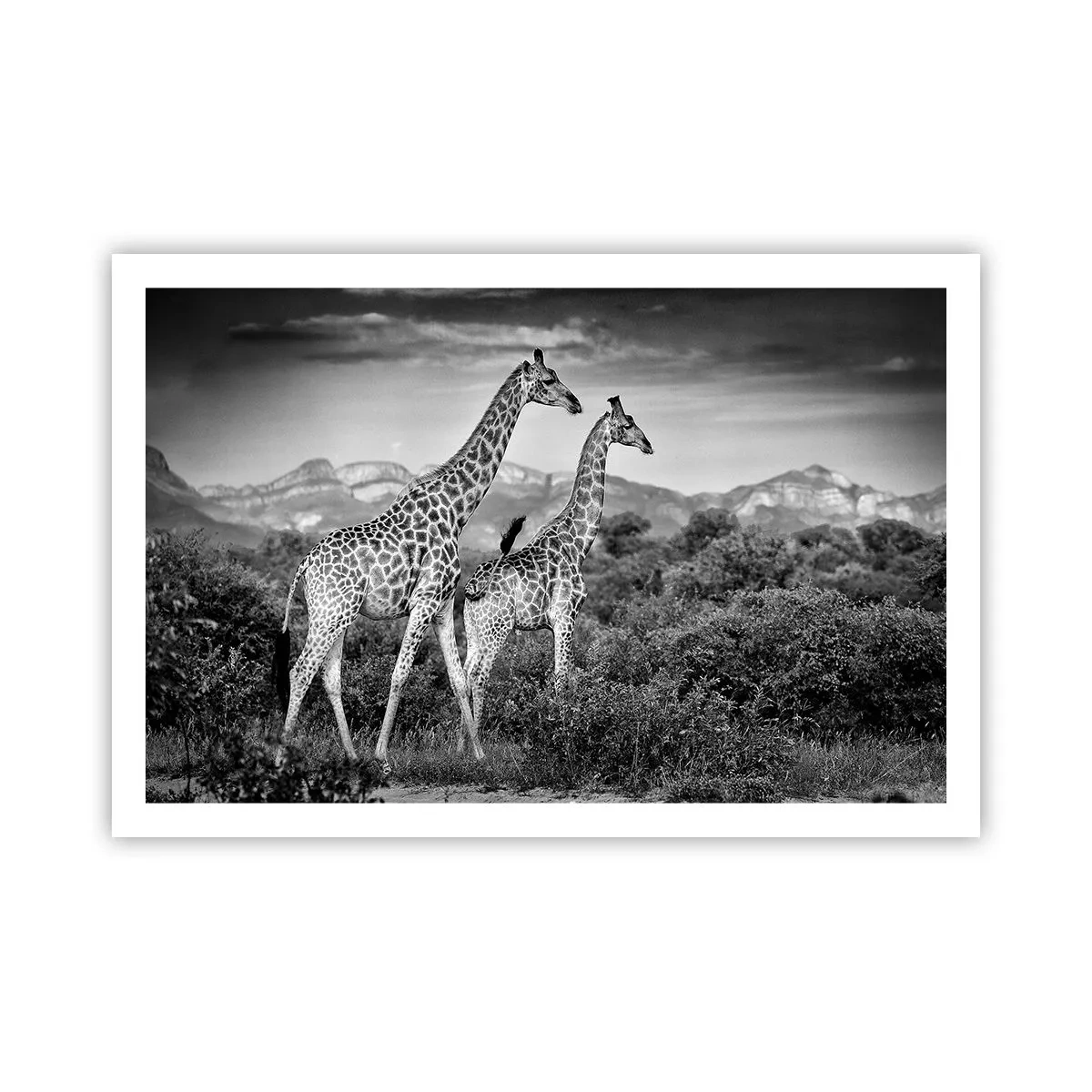 Poster - Alta classe in Africa - 91x61 cm