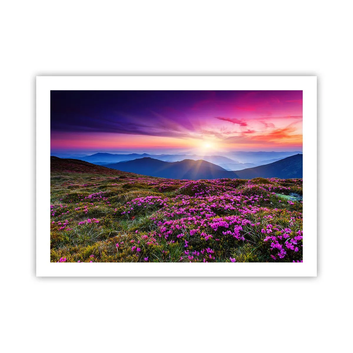 Poster - Il profumo dei fiori freschi del campo - 70x50 cm